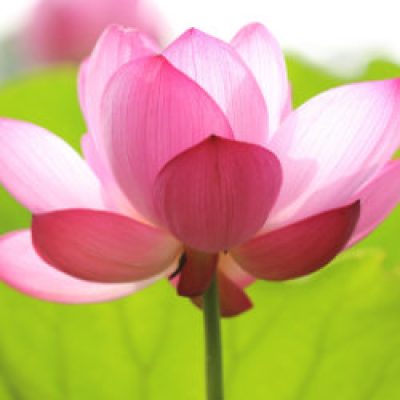 lotus